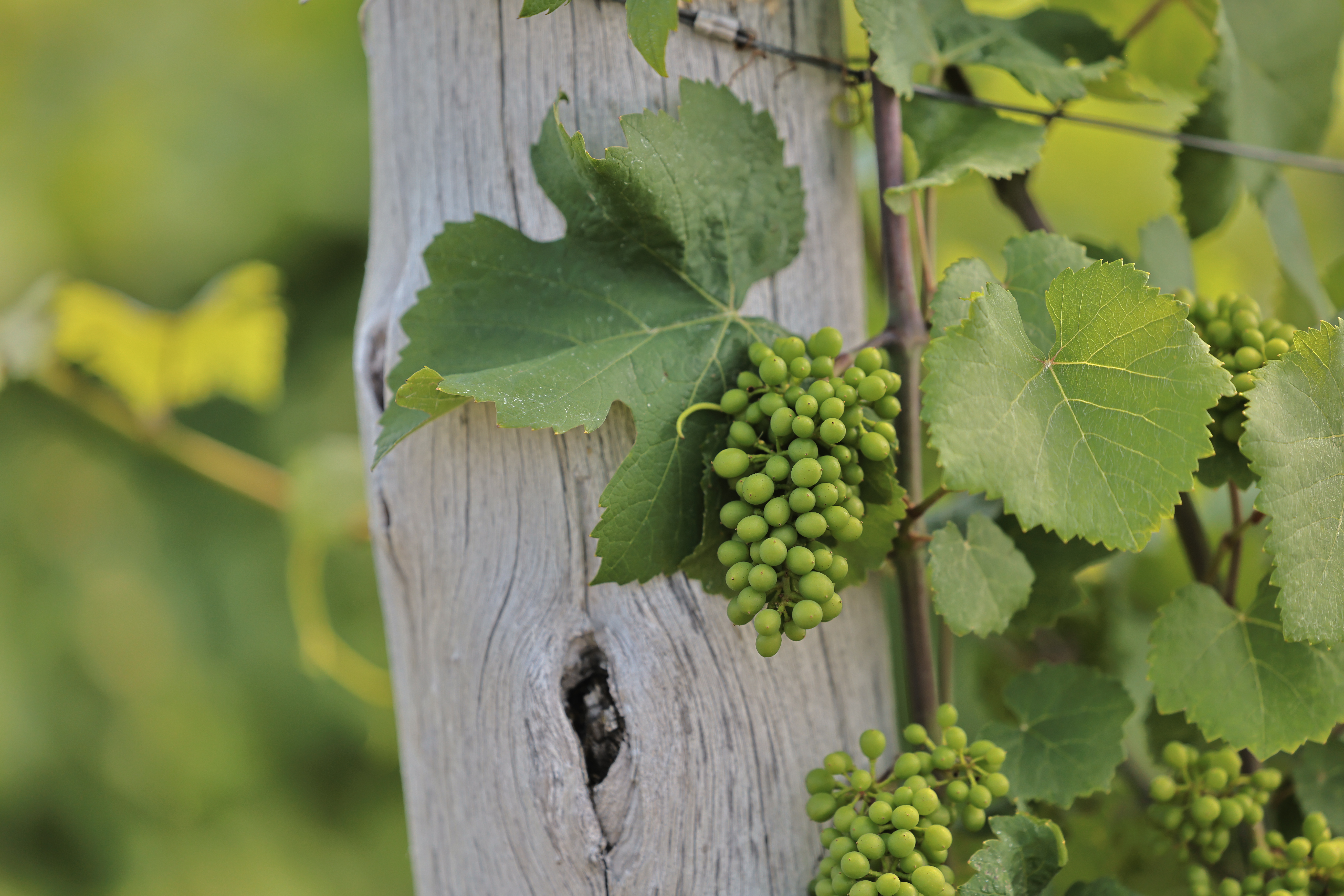 Pinot Gris grape cluster growing on a vine.